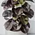 Burgundy Foliage Rubber Plant Trio 3D model small image 5