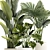 Exotic Plant Collection License Palm 3D model small image 2