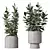 Rubber Ficus Melany 3D Models 3D model small image 1