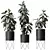 Ficus Elastica Melany HQ HousePlants 3D model small image 1