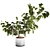 3D Plant & Decor Collection 3D model small image 1