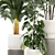 Tropical Plant Collection in Modern White Pots 3D model small image 5