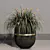 Pampas Grass Indoor Ornamental Plant 3D model small image 4