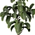 Ficus Indoor Plant 3D Model 3D model small image 2