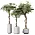 Schefflera Arboricola Set: 3D Plant Models 3D model small image 1