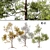 Seasonal Gum Trees Pack 3D model small image 1
