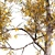 Seasonal Gum Trees Pack 3D model small image 4