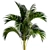 Exotic Phoenix Palm Collection 3D model small image 2