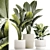 Exotic Plant Collection - Modern White Pot Display 3D model small image 1