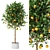  Citrus Trio Tree Set. 3D model small image 1