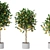  Citrus Trio Tree Set. 3D model small image 2