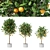  Citrus Trio Tree Set. 3D model small image 3