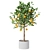  Citrus Trio Tree Set. 3D model small image 4