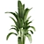 Tropical Indoor Banana Plant 3D model small image 2