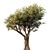 Elegant Monterey Tree for Render 3D model small image 1