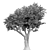 Elegant Monterey Tree for Render 3D model small image 2