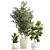 Modern Plant Collection Set 1451 3D model small image 6