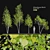 Himalayan Birch Tree Set 3D model small image 1