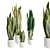 Assorted Sansevieria Houseplants 3D model small image 2