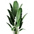 Tropical Banana Indoor Plant 3D model small image 2