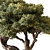 Bonsai Plant 646 - Indoor 3D model small image 2