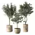 Modern Olive Tree Indoor Set 3D model small image 1