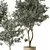 Modern Olive Tree Indoor Set 3D model small image 2