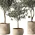 Modern Olive Tree Indoor Set 3D model small image 3