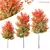 Hybrid Freeman Maple Tree 3D Model 3D model small image 2