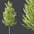 Hybrid Maple Plant 3D Models 3D model small image 4