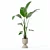 Modern Strelitzia Plant in Pot 3D model small image 3