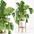 Modern Indoor Plants Set 029 3D model small image 4