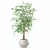 Modern Ficus Benjamina Plant Pot 3D model small image 2