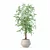 Modern Ficus Benjamina Plant Pot 3D model small image 5