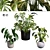 Tropical Trio 3D Potted Plants 3D model small image 1