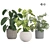Tropical Trio 3D Potted Plants 3D model small image 8