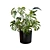 Tropical Trio 3D Potted Plants 3D model small image 12