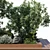 Nature-Inspired Plant Set Elevation 3D model small image 5