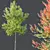 Hybrid Freeman Maple Tree Set 3D model small image 4