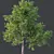 Premium Ash Trees Bundle 3D model small image 2