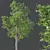 Premium Ash Trees Bundle 3D model small image 3