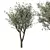 Majestic Olive Tree Sculpture 3D model small image 3