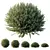 Dwarf Coastal Rosemary Set02 Greenery 3D model small image 1