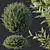 Dwarf Coastal Rosemary Set02 Greenery 3D model small image 3