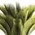 Exotic Phoenix Palm Set 3D model small image 2