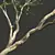 Spring Acer Pseudoplatanus 3D Models 3D model small image 3