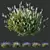 Lavandula Atlantica 3D Plant Models 3D model small image 1