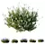 Lavandula Atlantica 3D Plant Models 3D model small image 2