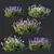 Lavandula Atlantica 3D Plant Models 3D model small image 3