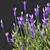 Lavandula Atlantica 3D Plant Models 3D model small image 4